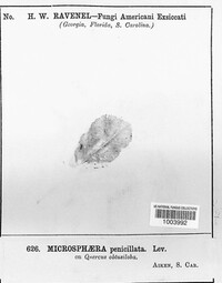 Erysiphe penicillata image
